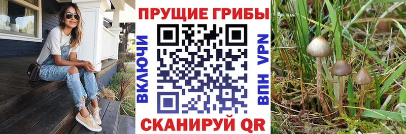Псилоцибиновые грибы Psilocybe  Приволжск 